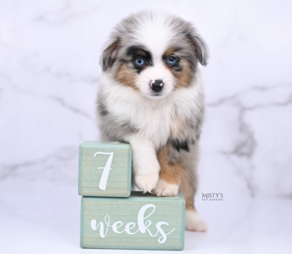 Mini / Toy Australian Shepherd Blue Merle Puppy Tiago - 7 Weeks