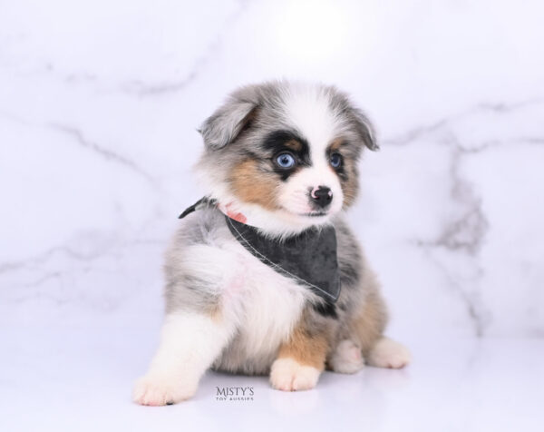 Mini / Toy Australian Shepherd Blue Merle Puppy Tiago - 7 Weeks