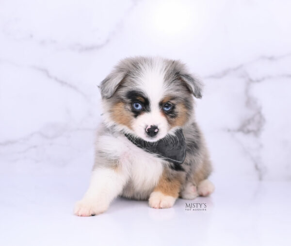 Mini / Toy Australian Shepherd Blue Merle Puppy Tiago - 7 Weeks