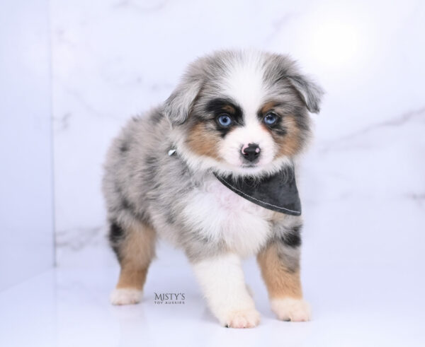 Mini / Toy Australian Shepherd Blue Merle Puppy Tiago - 7 Weeks