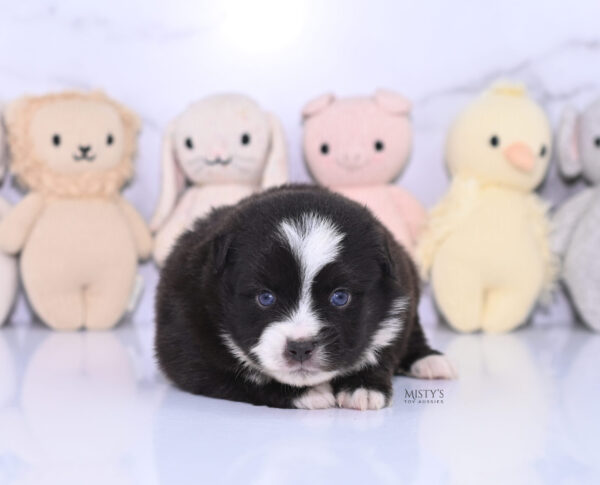 Mini / Toy Australian Shepherd Puppy Lijah
