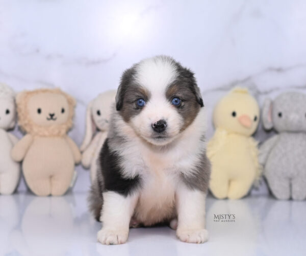 Mini / Toy Australian Shepherd Puppy Stellie