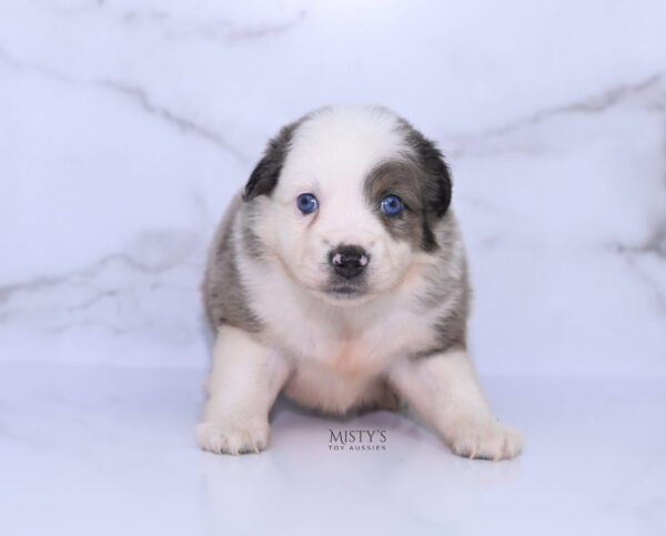 Mini / Toy Australian Shepherd Puppy Stellie
