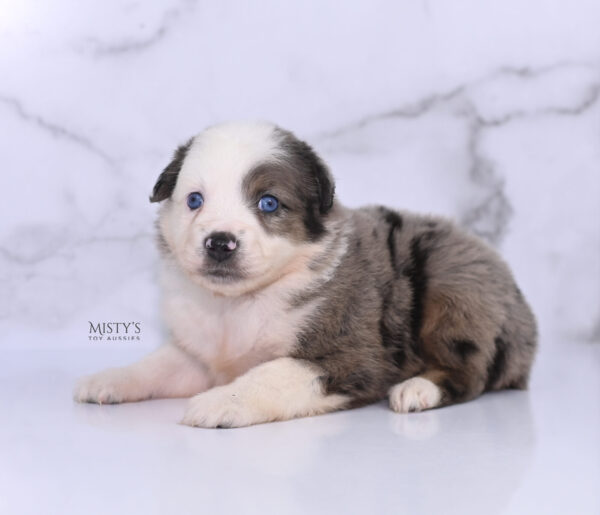 Mini / Toy Australian Shepherd Puppy Stellie