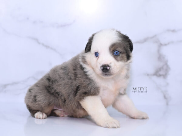 Mini / Toy Australian Shepherd Puppy Stellie