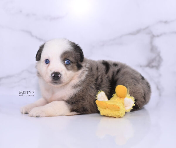 Mini / Toy Australian Shepherd Puppy Stellie