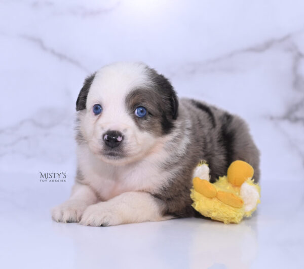 Mini / Toy Australian Shepherd Puppy Stellie