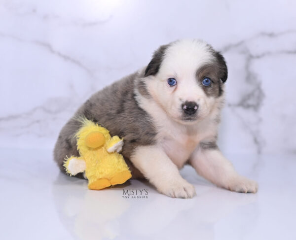 Mini / Toy Australian Shepherd Puppy Stellie