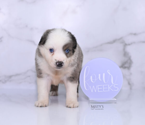 Mini / Toy Australian Shepherd Puppy Stellie