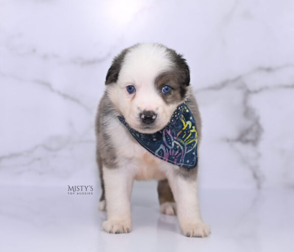 Mini / Toy Australian Shepherd Puppy Stellie