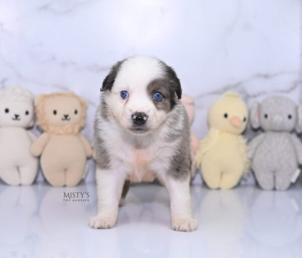 Mini / Toy Australian Shepherd Puppy Stellie