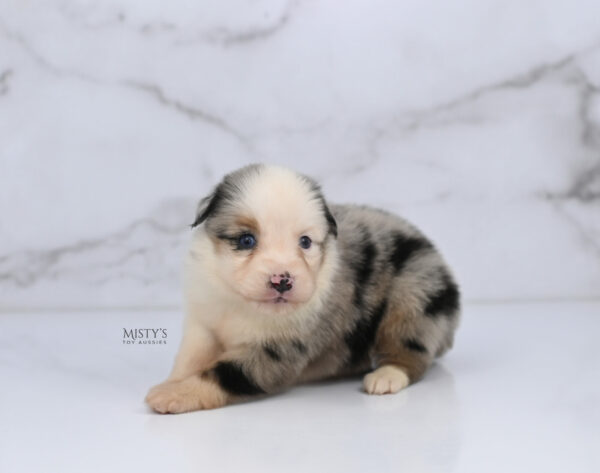 Mini / Toy Australian Shepherd Puppy Casper