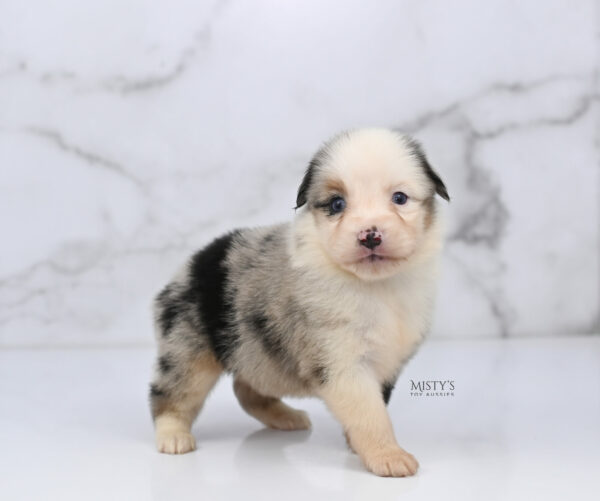 Mini / Toy Australian Shepherd Puppy Casper