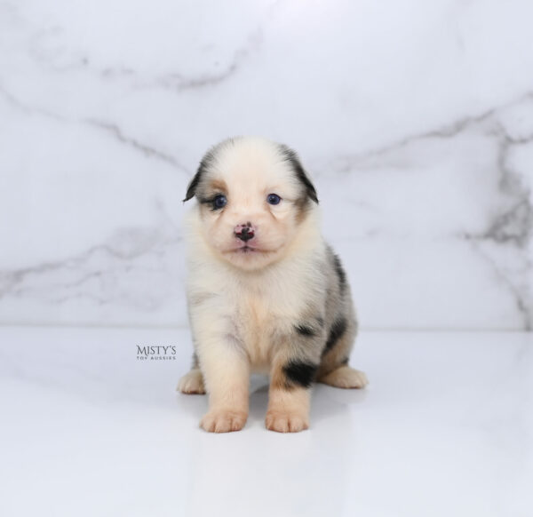 Mini / Toy Australian Shepherd Puppy Casper