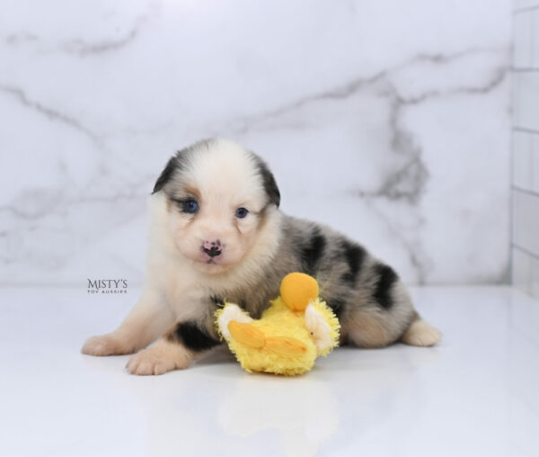 Mini / Toy Australian Shepherd Puppy Casper