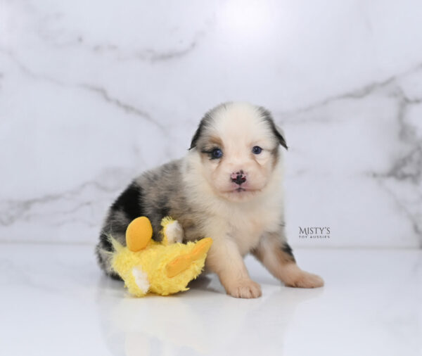 Mini / Toy Australian Shepherd Puppy Casper