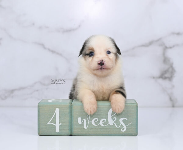 Mini / Toy Australian Shepherd Puppy Casper