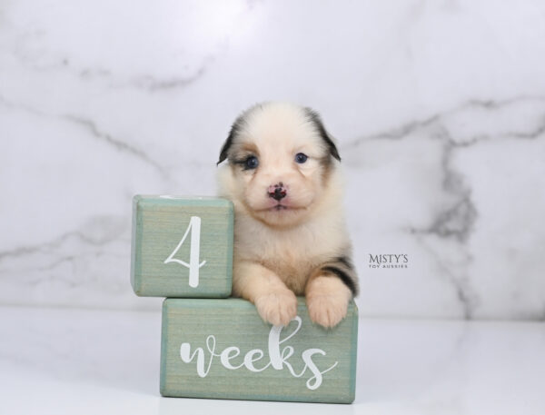 Mini / Toy Australian Shepherd Puppy Casper