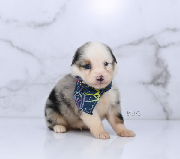 Mini / Toy Australian Shepherd Puppy Casper