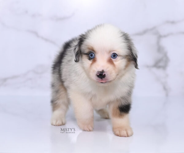 Mini / Toy Australian Shepherd Puppy Casper