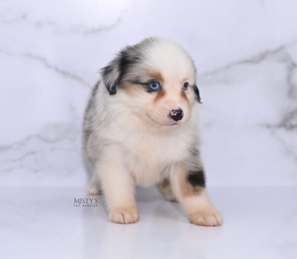 Mini / Toy Australian Shepherd Puppy Casper