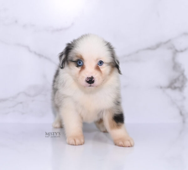 Mini / Toy Australian Shepherd Puppy Casper