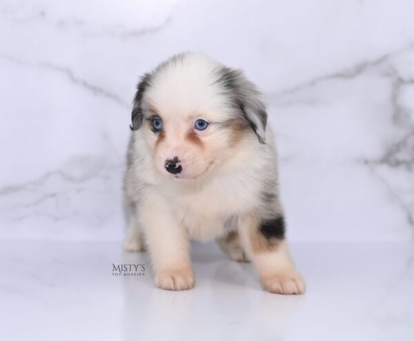 Mini / Toy Australian Shepherd Puppy Casper