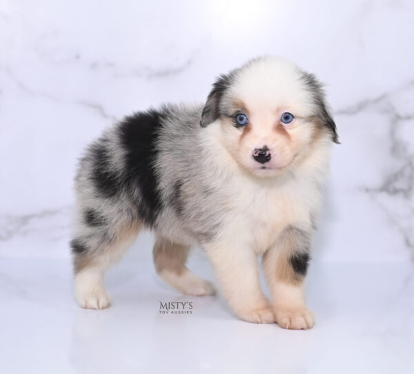 Mini / Toy Australian Shepherd Puppy Casper