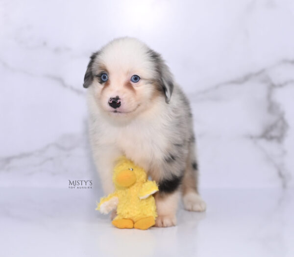 Mini / Toy Australian Shepherd Puppy Casper