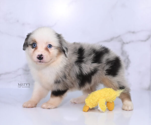 Mini / Toy Australian Shepherd Puppy Casper