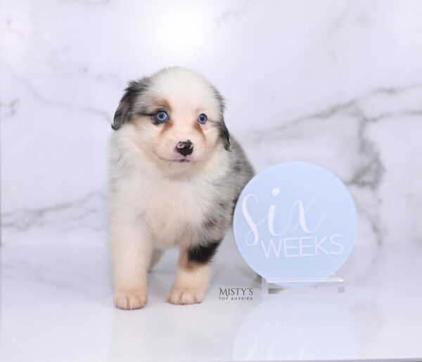 Mini / Toy Australian Shepherd Puppy Casper