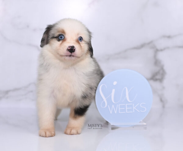 Mini / Toy Australian Shepherd Puppy Casper