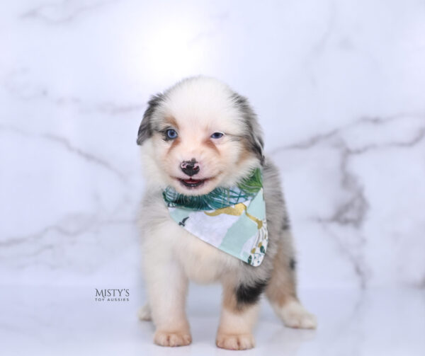 Mini / Toy Australian Shepherd Puppy Casper