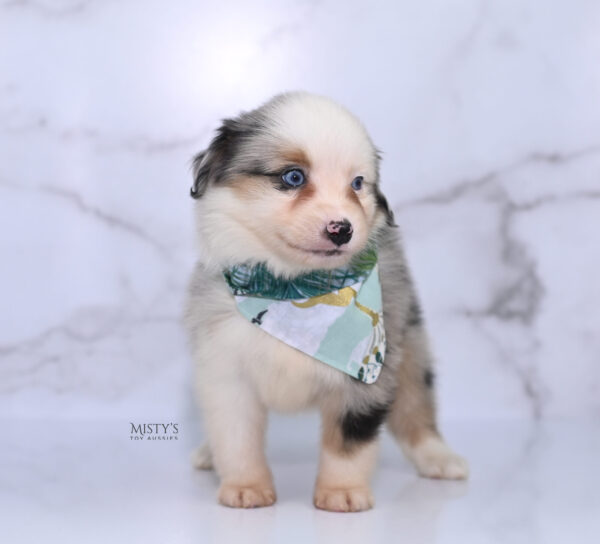 Mini / Toy Australian Shepherd Puppy Casper