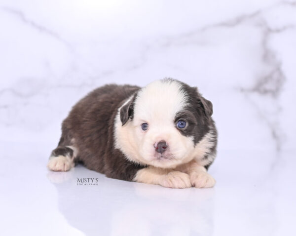 Mini / Toy Australian Shepherd Puppy Chet