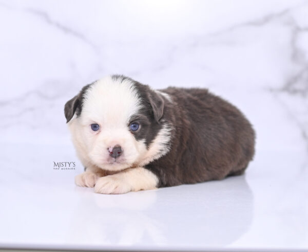 Mini / Toy Australian Shepherd Puppy Chet