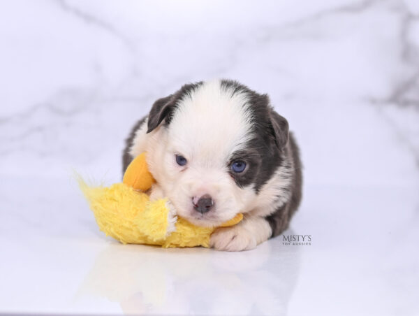 Mini / Toy Australian Shepherd Puppy Chet