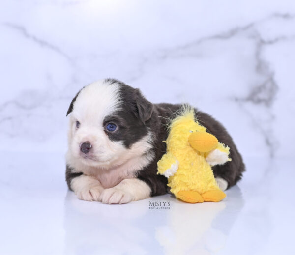 Mini / Toy Australian Shepherd Puppy Chet