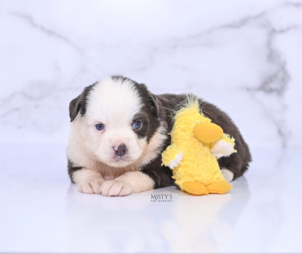 Mini / Toy Australian Shepherd Puppy Chet