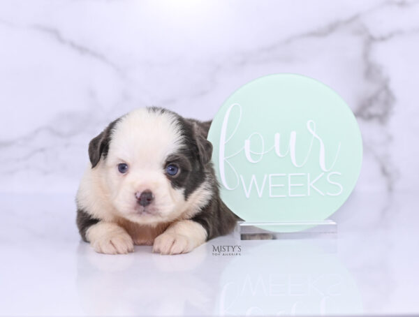 Mini / Toy Australian Shepherd Puppy Chet