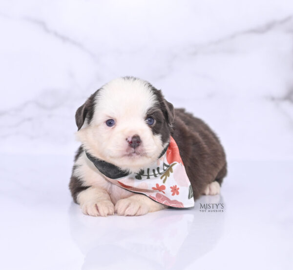 Mini / Toy Australian Shepherd Puppy Chet