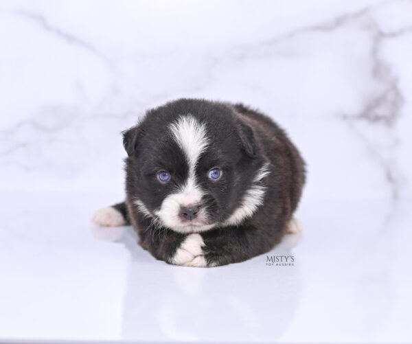 Mini / Toy Australian Shepherd Puppy Lijah