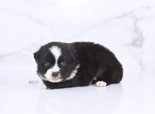 Mini / Toy Australian Shepherd Puppy Lijah