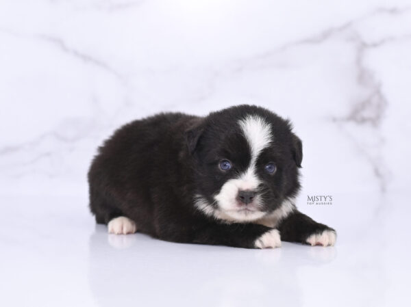 Mini / Toy Australian Shepherd Puppy Lijah
