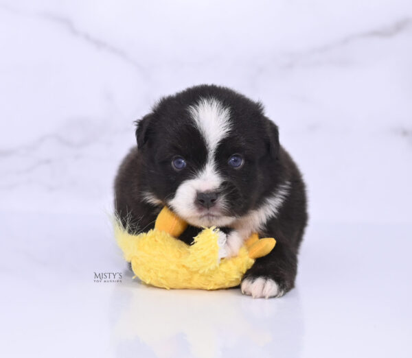 Mini / Toy Australian Shepherd Puppy Lijah