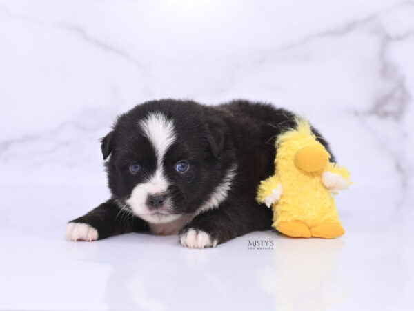 Mini / Toy Australian Shepherd Puppy Lijah