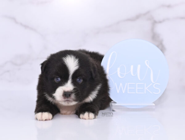 Mini / Toy Australian Shepherd Puppy Lijah
