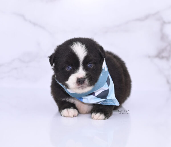 Mini / Toy Australian Shepherd Puppy Lijah