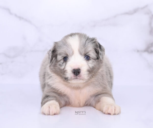 Mini / Toy Australian Shepherd Puppy Lilou