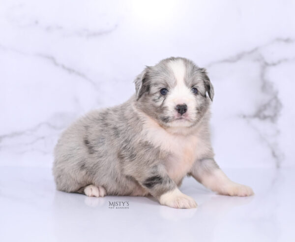Mini / Toy Australian Shepherd Puppy Lilou